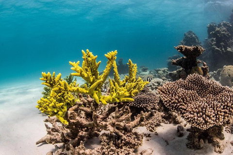 Coral Bay 1-Hour Coral Viewing - Tourism Caloundra 4