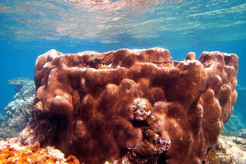 Coral Bay 1-Hour Coral Viewing - Tourism Caloundra 5