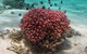 Coral Bay 1-Hour Coral Viewing - thumb 2
