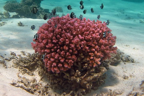 Coral Bay 1-Hour Coral Viewing - Tourism Caloundra 2