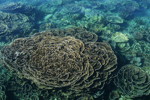 Coral Bay 1-Hour Coral Viewing - Tourism Caloundra 6