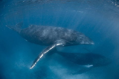 Full-Day Whale Watching Snorkeling And Swimming At Coral Bay - Tourism Caloundra 6