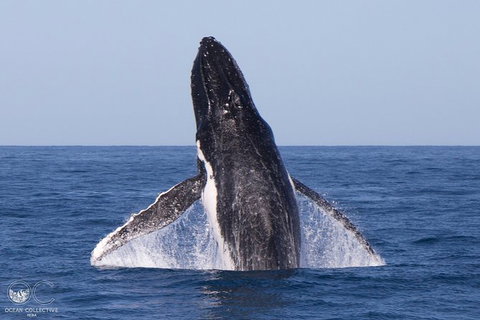 Full-Day Whale Watching Snorkeling And Swimming At Coral Bay - Tourism Caloundra 0
