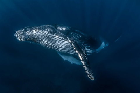 Full-Day Whale Watching Snorkeling And Swimming At Coral Bay - Tourism Caloundra 7