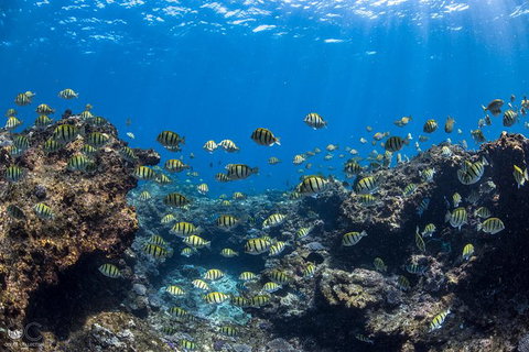 Full-Day Whale Watching Snorkeling And Swimming At Coral Bay - Tourism Caloundra 1