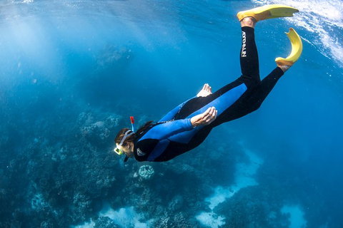 Full-Day Whale Watching Snorkeling And Swimming At Coral Bay - Tourism Caloundra 2