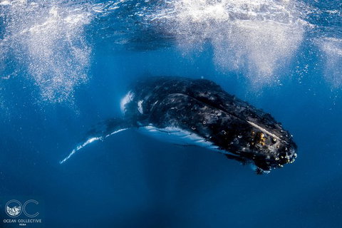 Full-Day Whale Watching Snorkeling And Swimming At Coral Bay - Tourism Caloundra 4