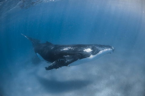 Full-Day Whale Watching Snorkeling And Swimming At Coral Bay - Tourism Caloundra 5