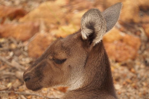 Australian Animals, Seascape And Sunset Photography Tour - Tourism Caloundra 3