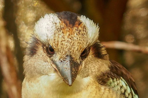 Australian Animals, Seascape And Sunset Photography Tour - Tourism Caloundra 4