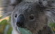 Australian Animals, Seascape And Sunset Photography Tour - thumb 2