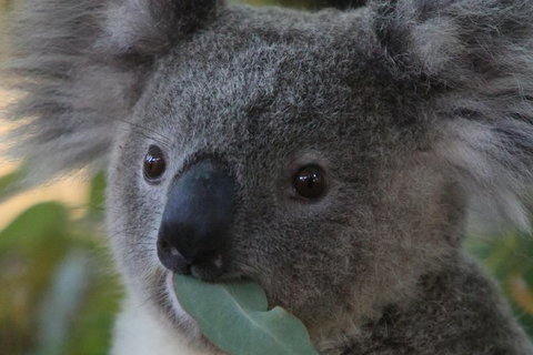 Australian Animals, Seascape And Sunset Photography Tour - Tourism Caloundra 2