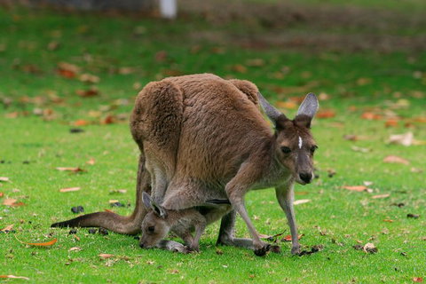 Australian Animals, Seascape And Sunset Photography Tour - Tourism Caloundra 1