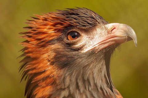 Australian Animals, Seascape And Sunset Photography Tour - Tourism Caloundra 5