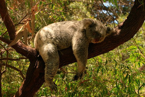 Australian Animals, Seascape And Sunset Photography Tour - Tourism Caloundra 6