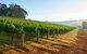 Botanical Gardens, Winery And Scenic Full Day Tour - thumb 2