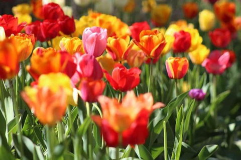 Botanical Gardens, Winery And Scenic Full Day Tour - Tourism Caloundra 1