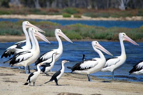 Romance Cruise + Scenic Tour + Beer Tasting + 3 Course Lunch + Hamper - Tourism Caloundra 5