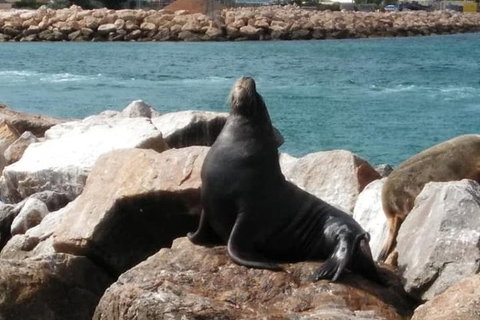 Lobster Fishing Tour At Geraldton - Tourism Caloundra 3