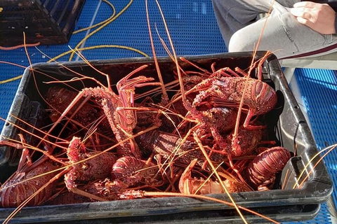 Lobster Fishing Tour At Geraldton - Tourism Caloundra 6