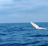 Whale Watching boat tour in Geraldton - Tourism Caloundra