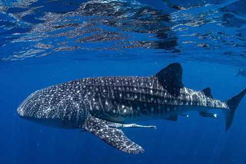 Full-Day Whale Sharks Swimming Experience On Ningaloo Reef - Tourism Caloundra 10
