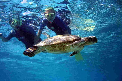 Full-Day Whale Sharks Swimming Experience On Ningaloo Reef - Tourism Caloundra 7