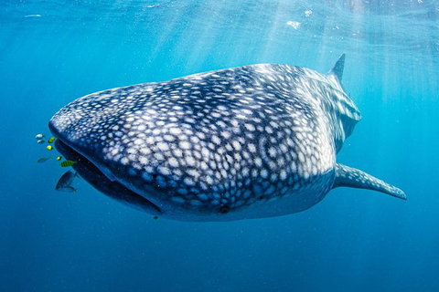 Full-Day Whale Sharks Swimming Experience On Ningaloo Reef - Tourism Caloundra 9