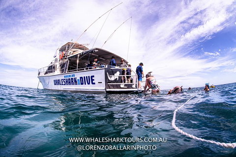 Full-Day Whale Sharks Swimming Experience On Ningaloo Reef - Tourism Caloundra 13