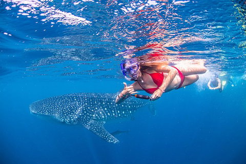 Full-Day Whale Sharks Swimming Experience On Ningaloo Reef - Tourism Caloundra 0