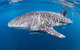 Full-Day Whale Sharks Swimming Experience On Ningaloo Reef - thumb 14
