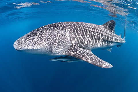 Full-Day Whale Sharks Swimming Experience On Ningaloo Reef - Tourism Caloundra 14