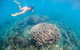 Full-Day Whale Sharks Swimming Experience On Ningaloo Reef - thumb 6