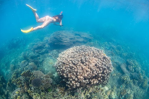 Full-Day Whale Sharks Swimming Experience On Ningaloo Reef - Tourism Caloundra 6