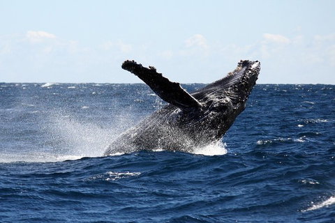 Full-Day Whale Sharks Swimming Experience On Ningaloo Reef - Tourism Caloundra 8