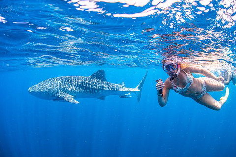 Full-Day Whale Sharks Swimming Experience On Ningaloo Reef - Tourism Caloundra 17