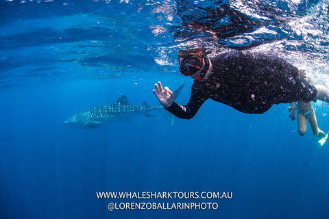Full-Day Whale Sharks Swimming Experience On Ningaloo Reef - Tourism Caloundra 2