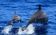 Full-Day Whale Sharks Swimming Experience On Ningaloo Reef - thumb 3