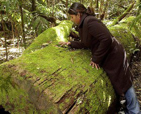 Washpool National Park - Washpool Walk - Tourism Caloundra 0