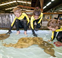 Australian Shark and Ray Centre - Tourism Caloundra
