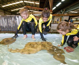 Australian Shark And Ray Centre - Tourism Caloundra 0