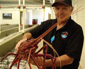 Lobster Shack - Tourism Caloundra 0