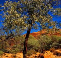 Mt Romance Australia Pty Ltd - Tourism Caloundra