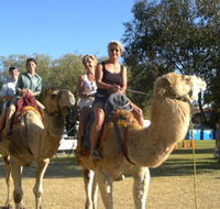 Calamunnda Camel Farm - Tourism Caloundra