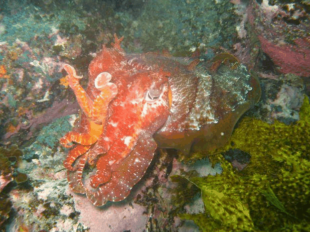 Jervis Bay Dive Charters - Tourism Caloundra