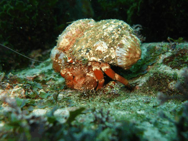 Jervis Bay Dive Charters - Tourism Caloundra 2