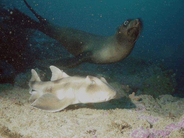 Jervis Bay Dive Charters - Tourism Caloundra 4