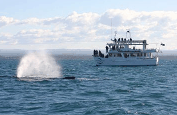 Dolphin Watch Cruises - Tourism Caloundra