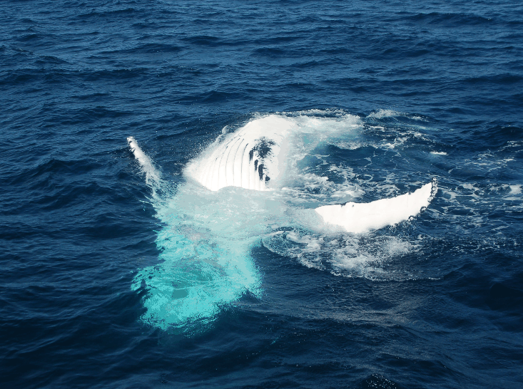 Dolphin Wild Cruises - Tourism Caloundra