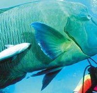 Aristocat Snorkel and Scuba Port Douglas - Tourism Caloundra